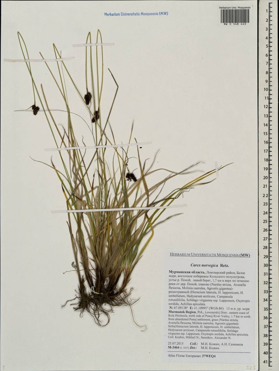 Carex norvegica