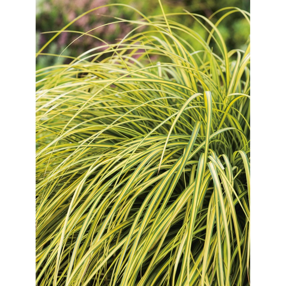 Осока Carex Treasure Island