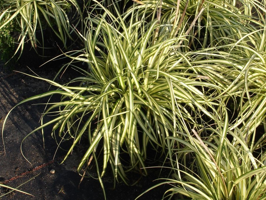 Осока Болотная