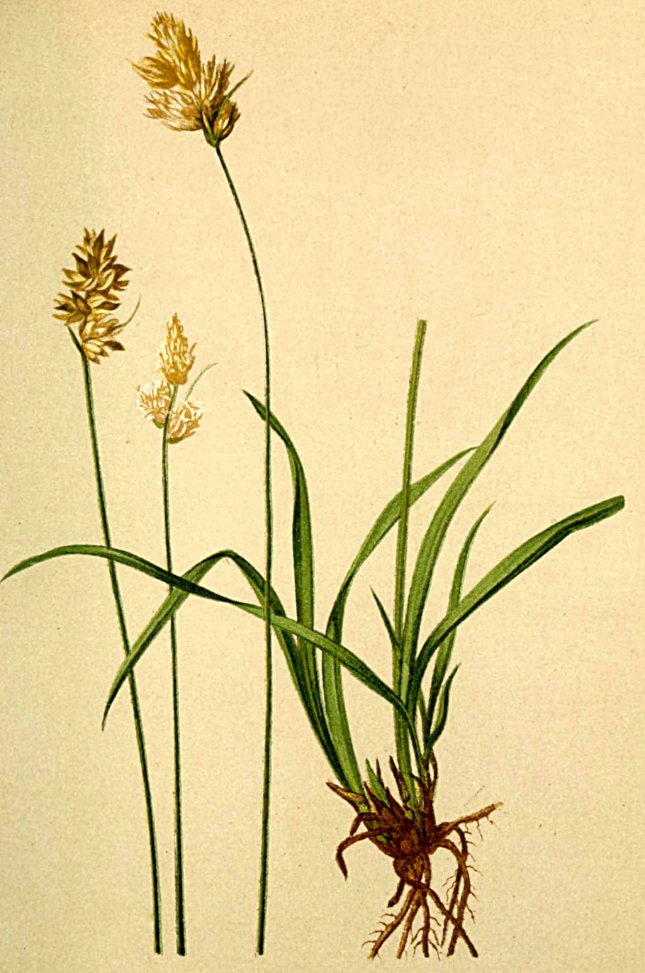 Карекс Prairie Fire