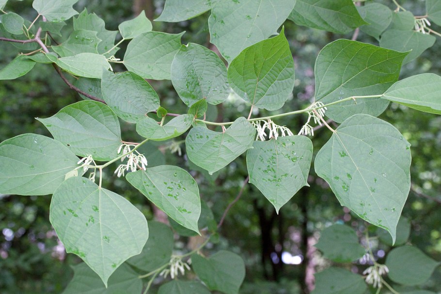 Alangium salvifolium