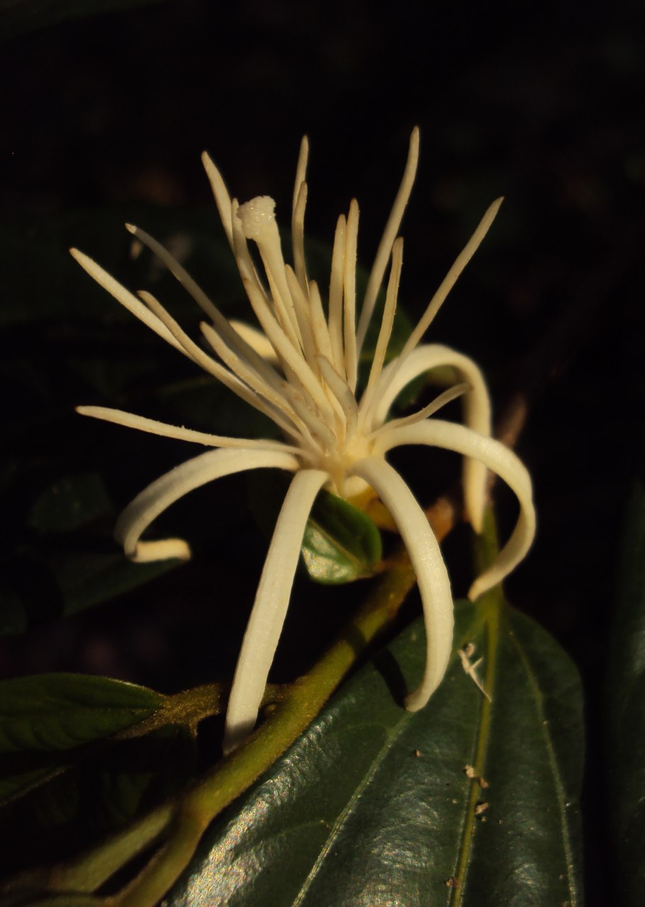 Алангиум платанолистный фото на рабочий стол бесплатно