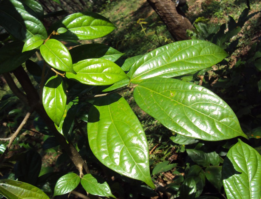 Alangium salvifolium