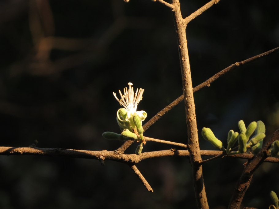 Алангиум платанолистный