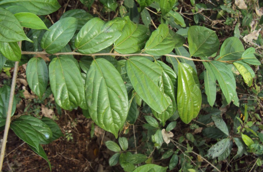 Стеркулия платанолистная фото Фармакогнозия