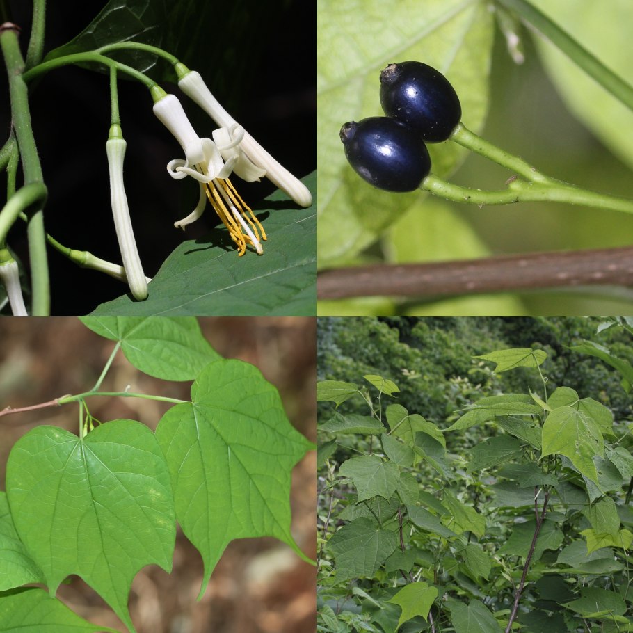 Алангиум платанолистный