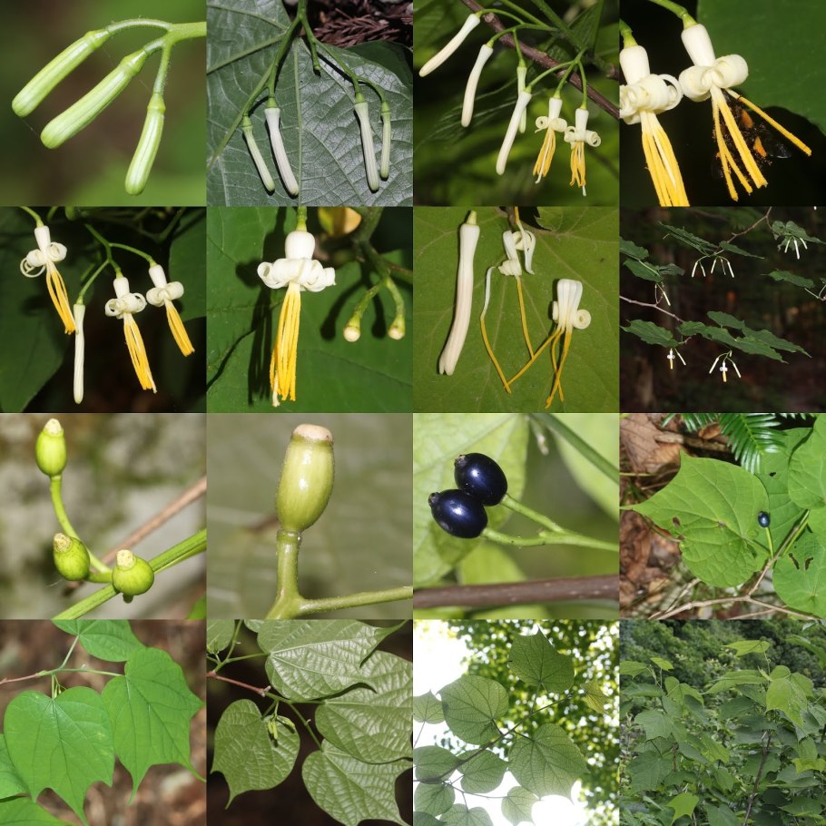 Алангиум Ридля