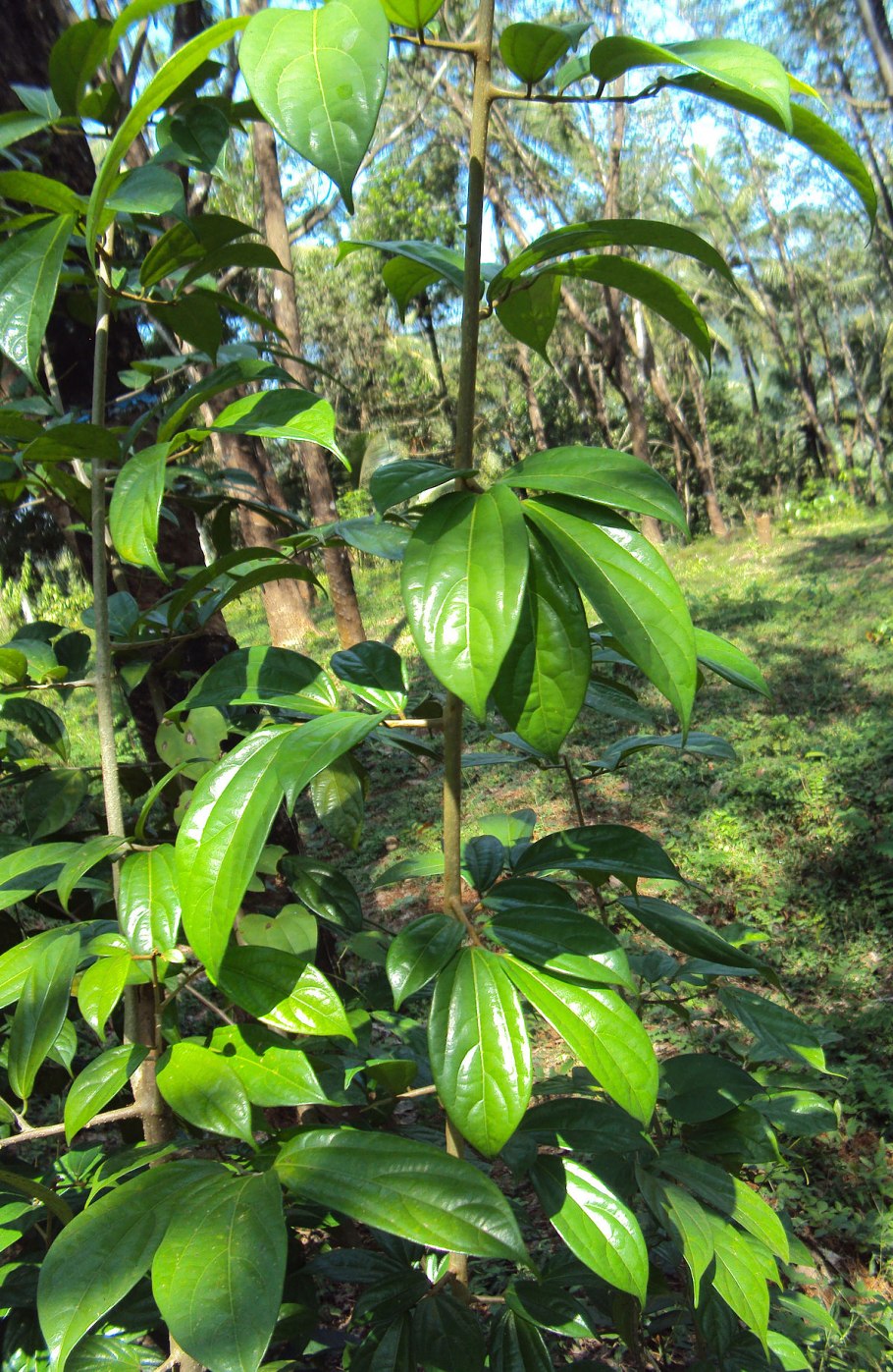 Alangium salvifolium