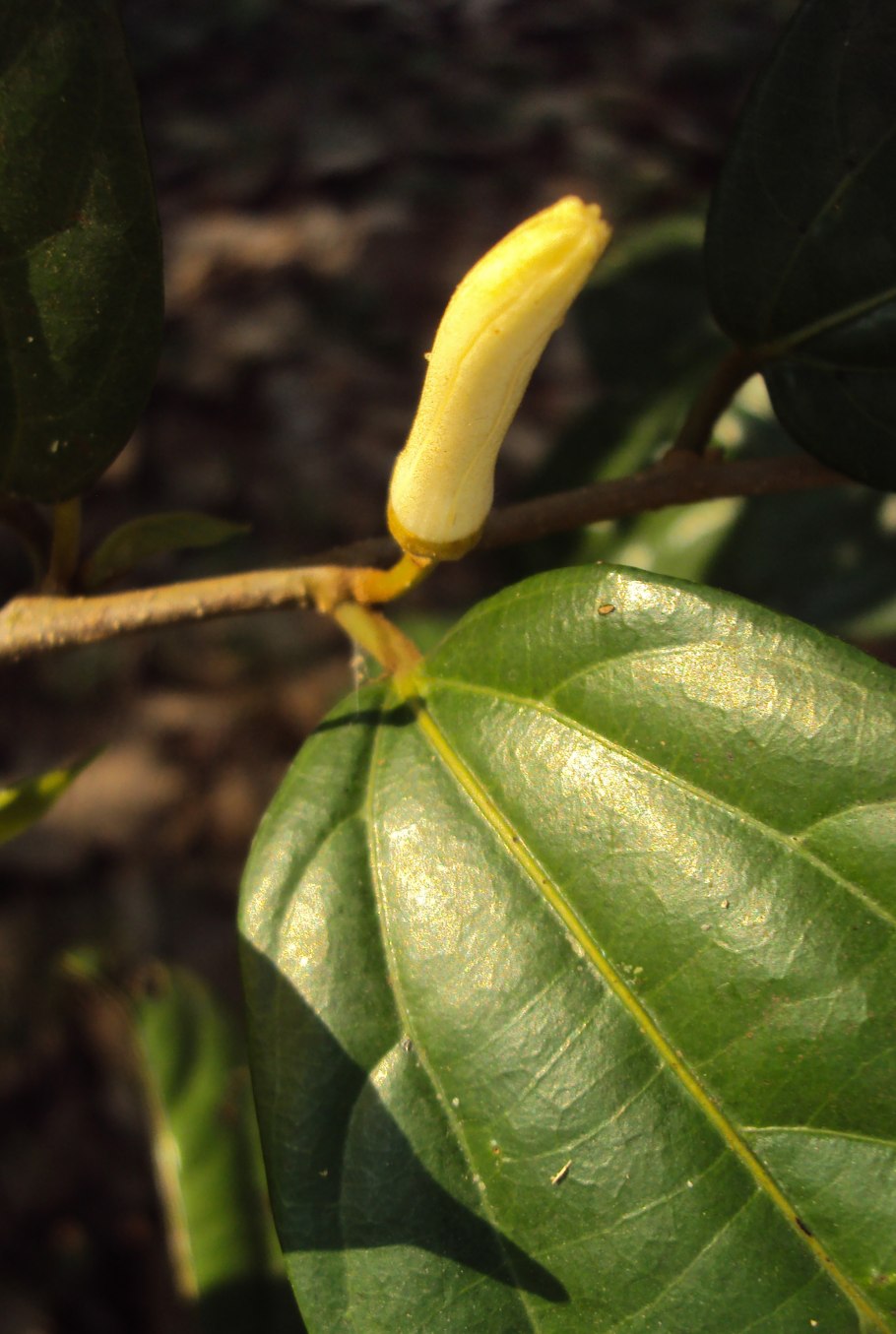 Алангиум фото дерево