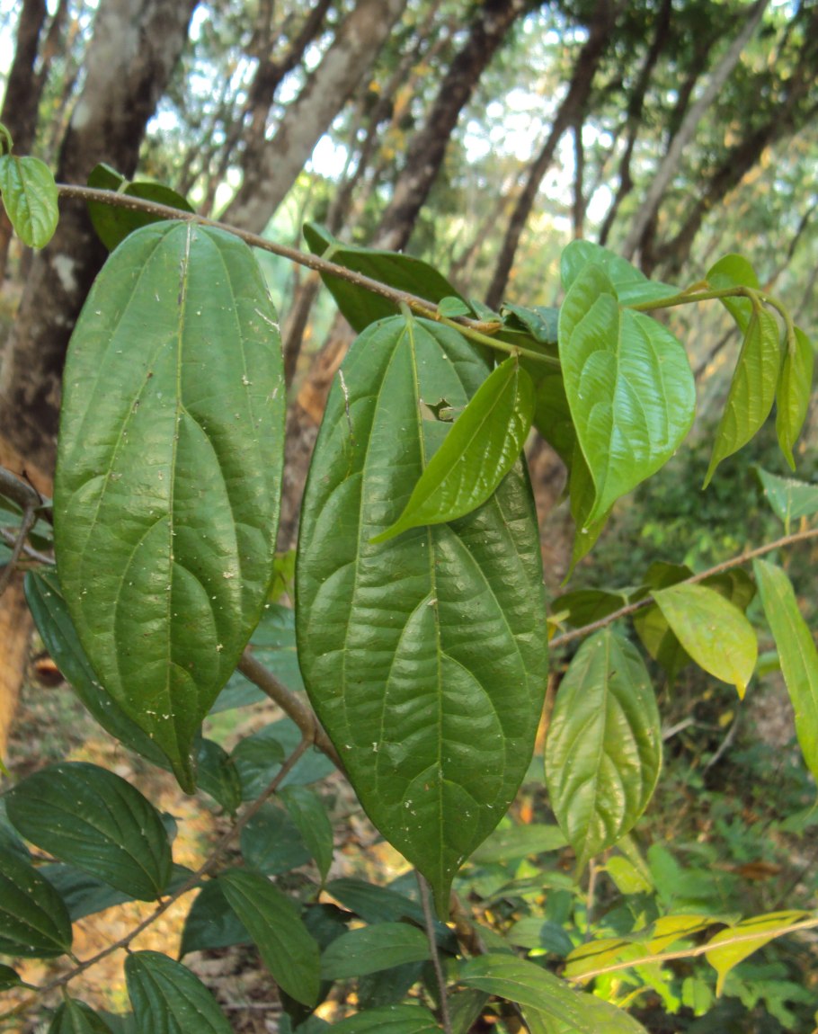 Лавровишня. Ботаническая иллюстрация