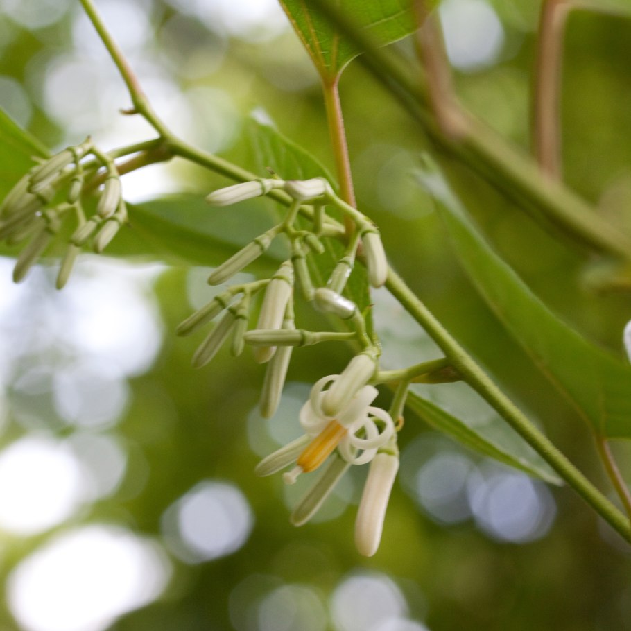 Alangium salvifolium
