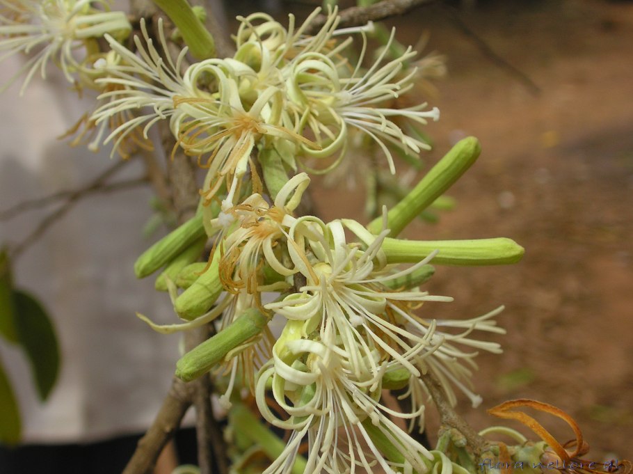 Alangium salvifolium