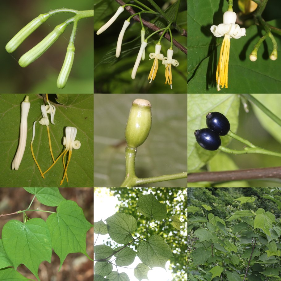 Семейство растений по Энглеру