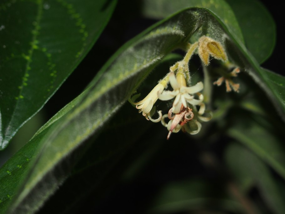 Алангиум платанолистный