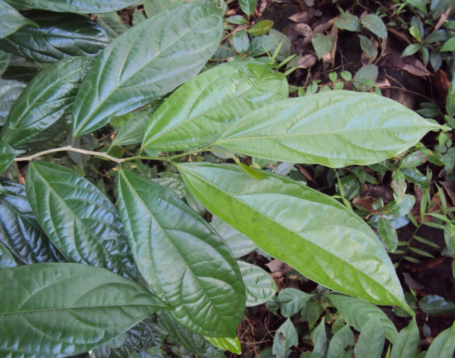 Эстетика оранжевого цвета таблетки