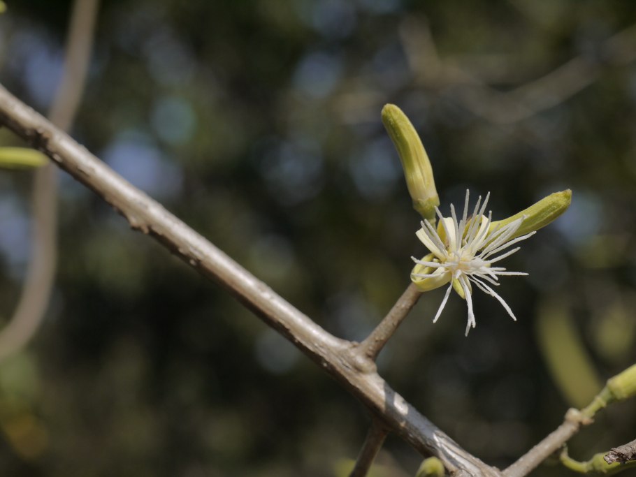 Алангиум фото дерево