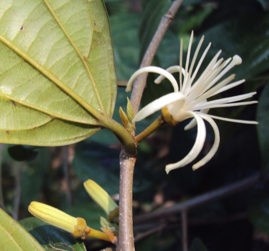 Алангиум платанолистный