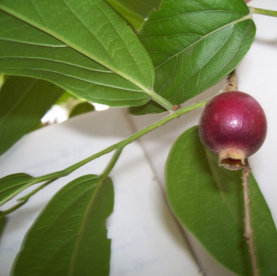 Алангиум китайский