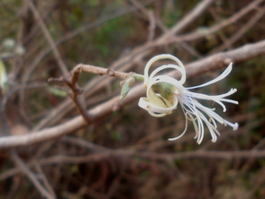 Алангиум платанолистный