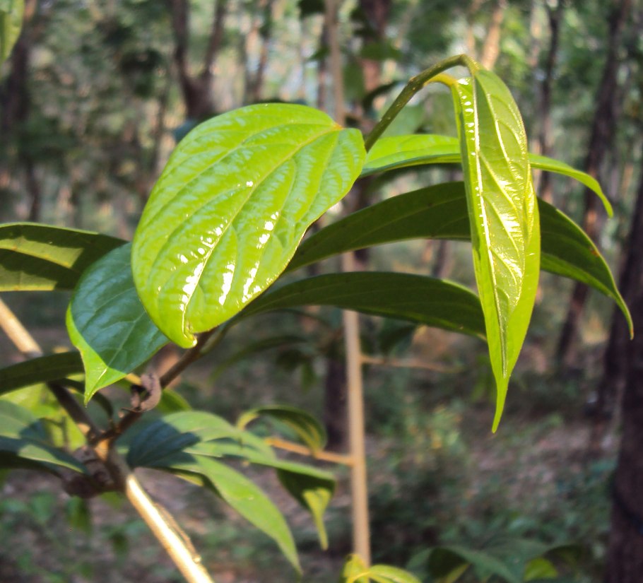 Алангиум фото