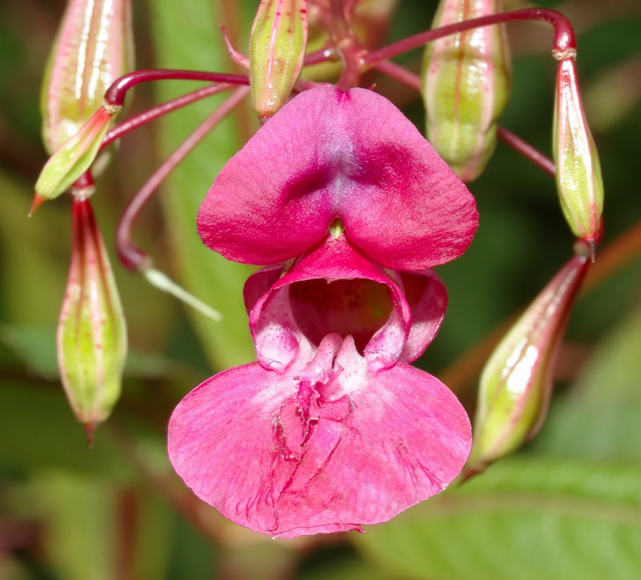 Недотрога железистая (Impatiens glandulifera)