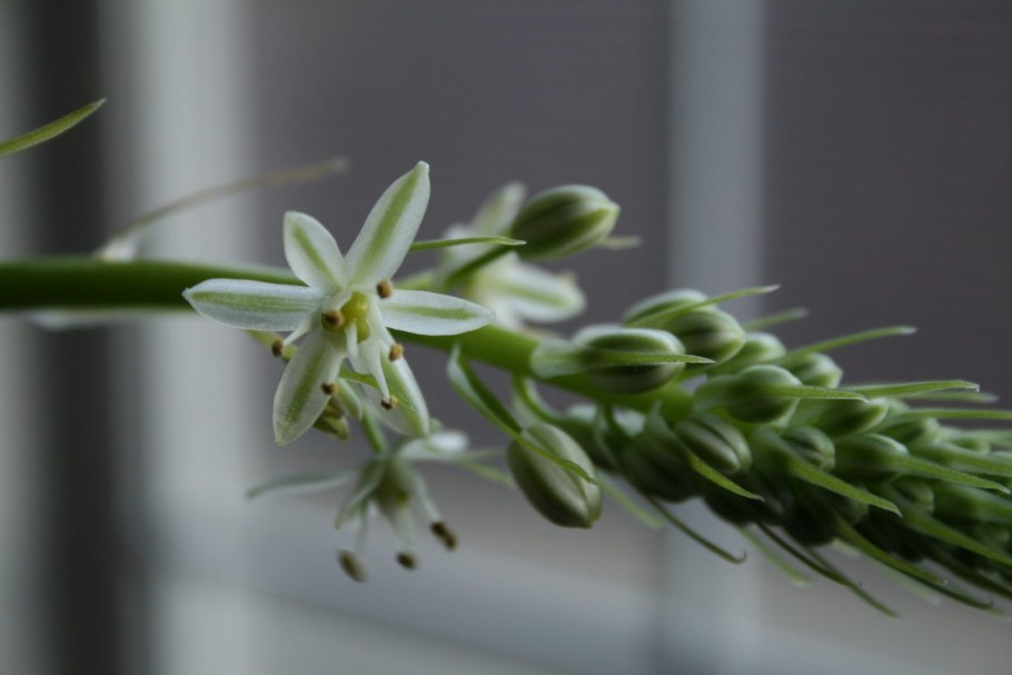 Гиппеаструм Росток индийский лук