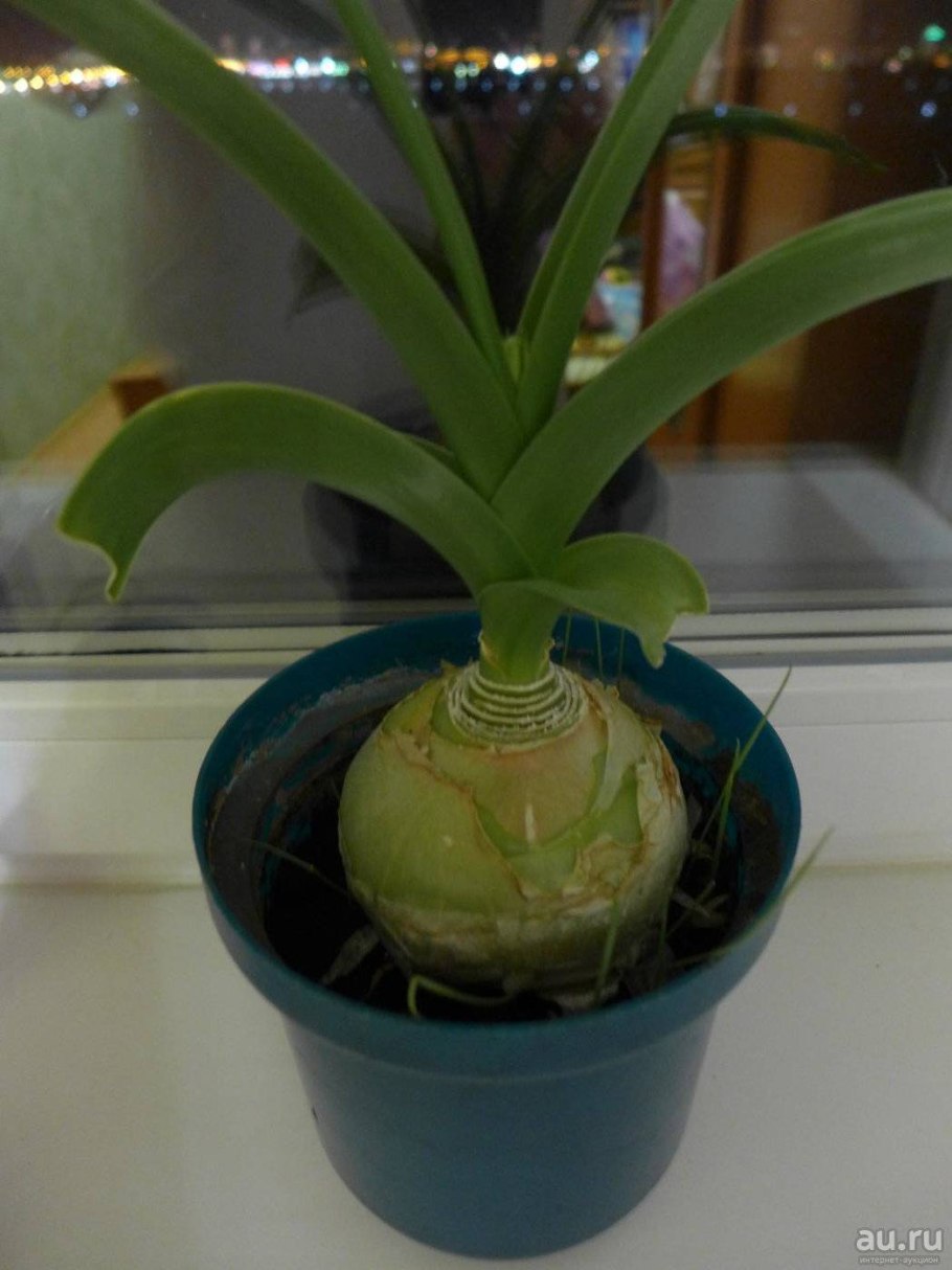 Японская луковица