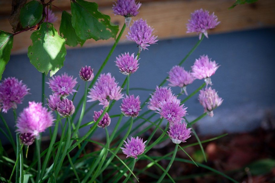 Дикий лук аллиум