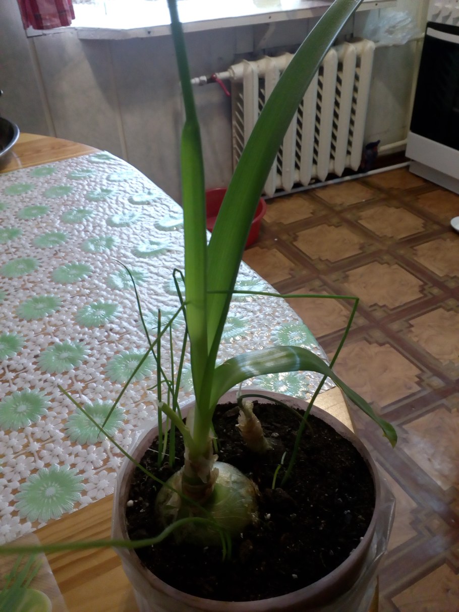 Индийский лук птицемлечник хвостатый