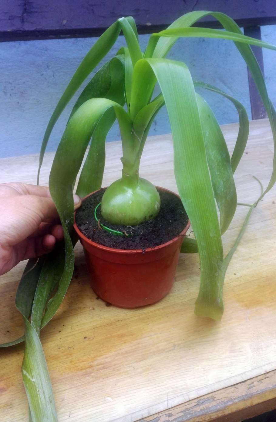 Индийский лук птицемлечник лечебный