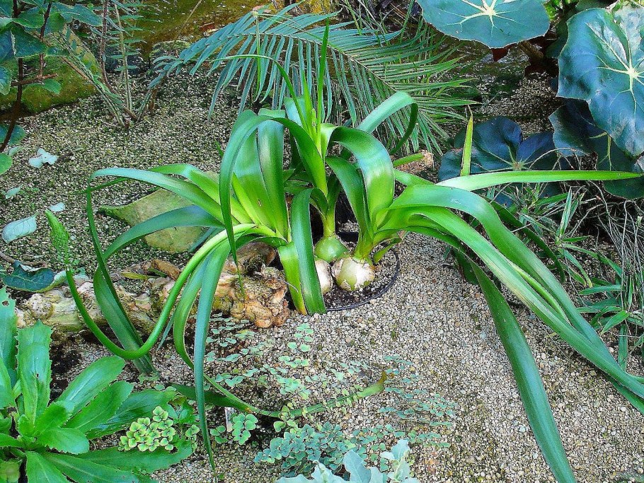 Индийский лук птицемлечник хвостатый