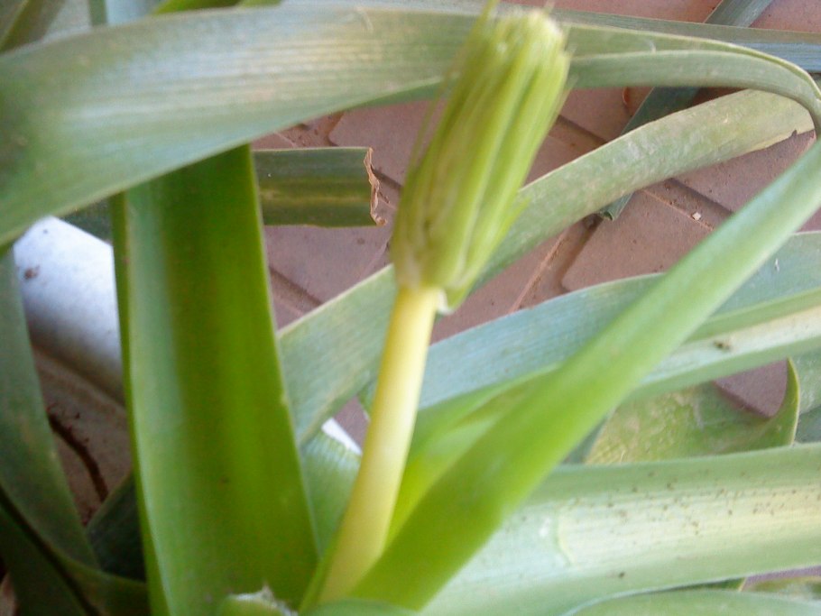 Лук Ледебура