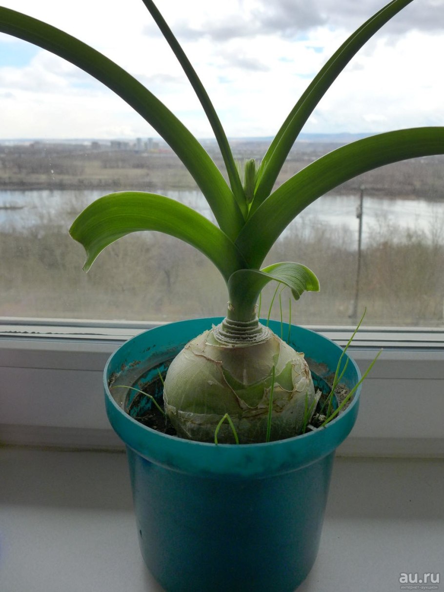 Индийский лук птицемлечник лечебный