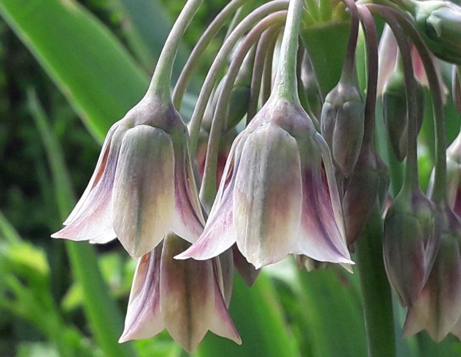 Птицемлечник хвостатый