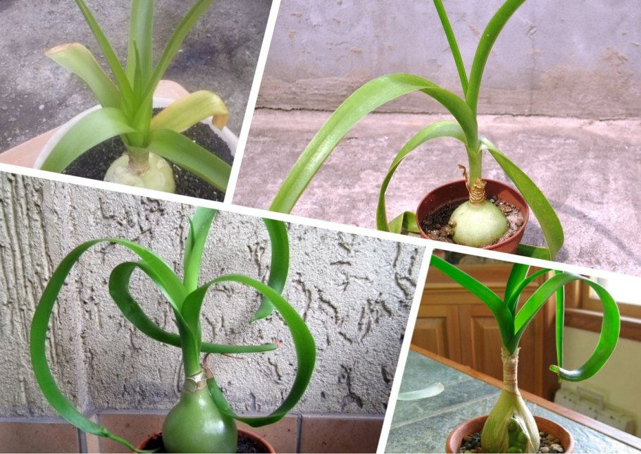 Японский лук растение