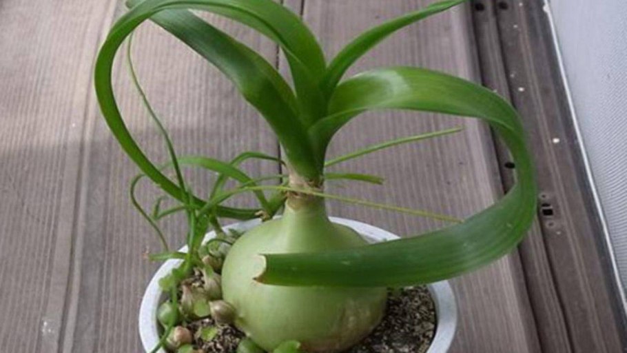 Индийский лук птицемлечник хвостатый