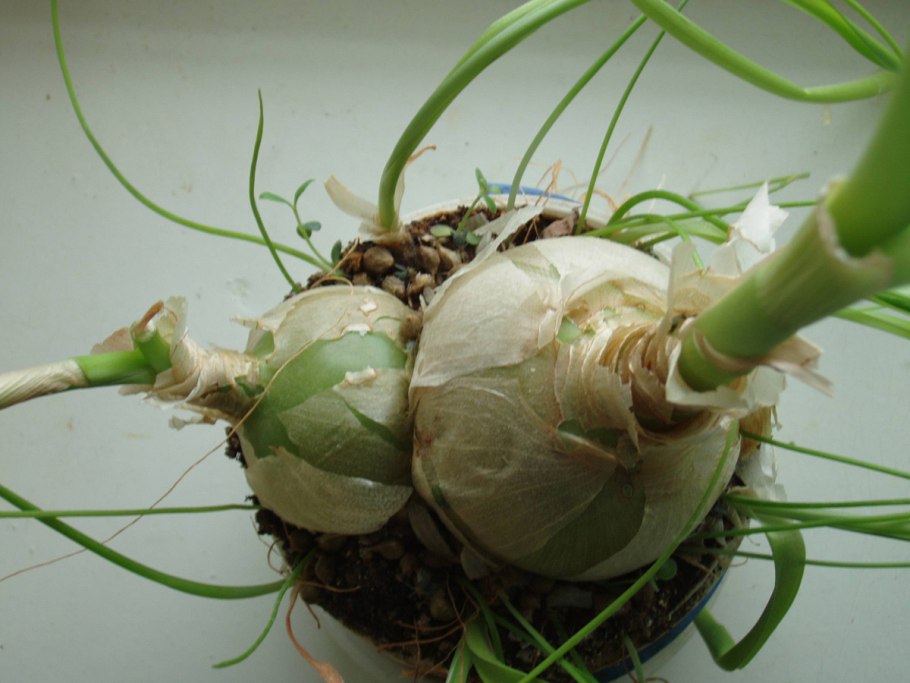 Птицемлечник хвостатый