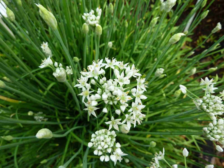 Китайский лук китайский лук