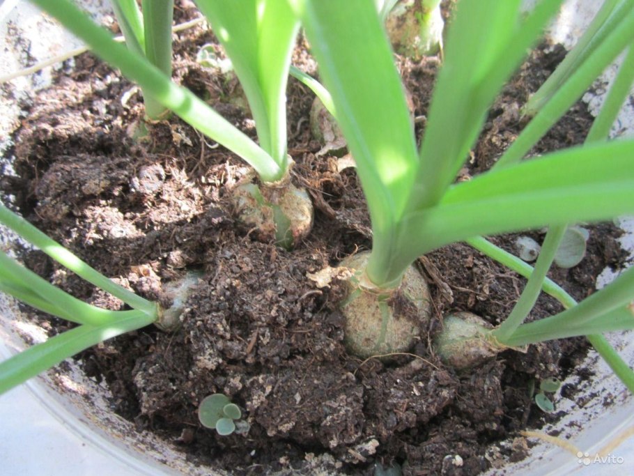 Индийский лук птицемлечник хвостатый