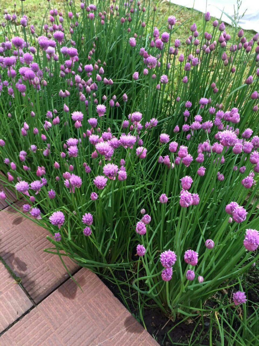 Лук шнитт сиреневый звон