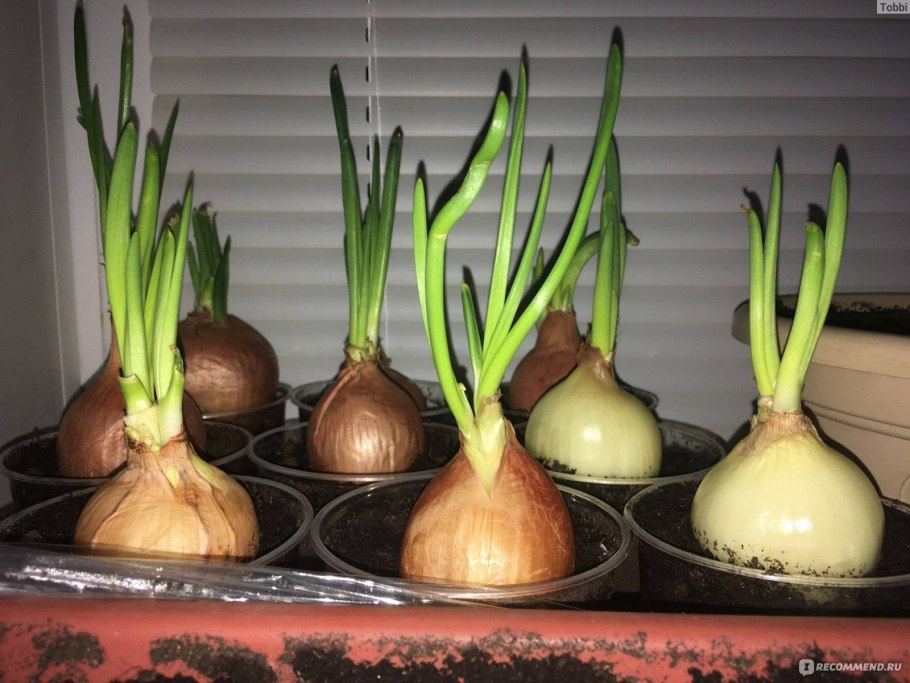 Индийский лук птицемлечник