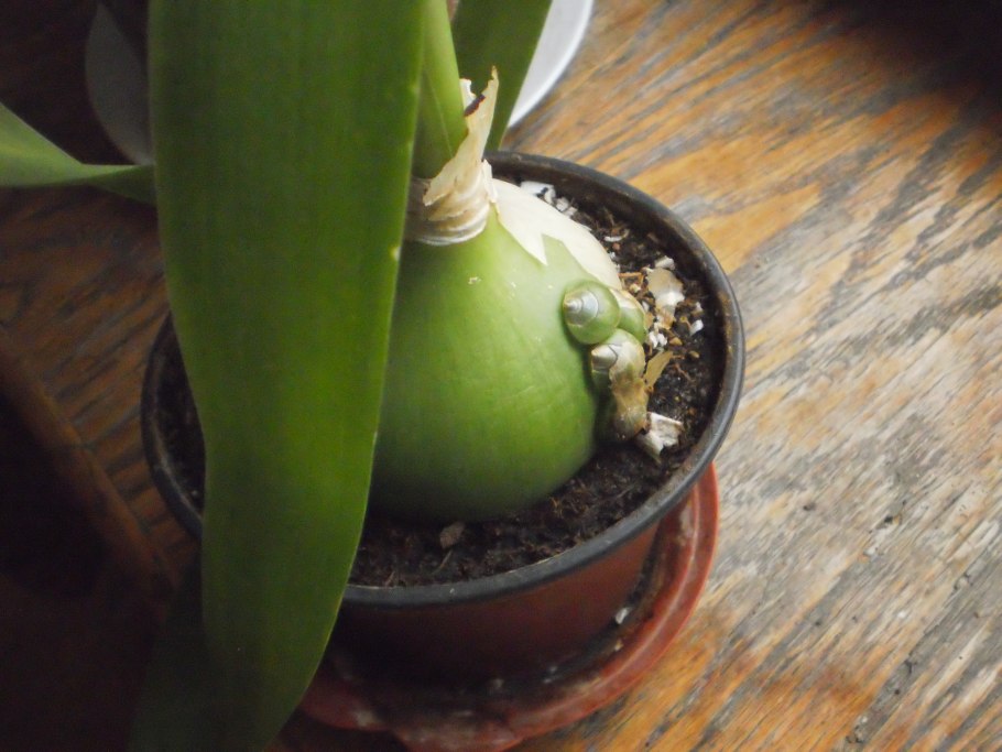 Анзур (лук горный афлатунский)