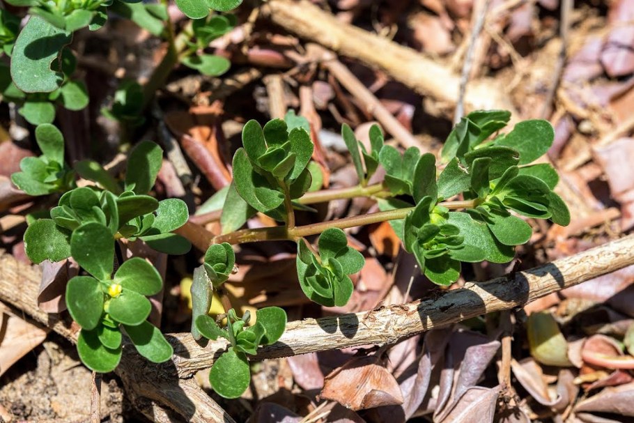 Portulaca molokiniensis