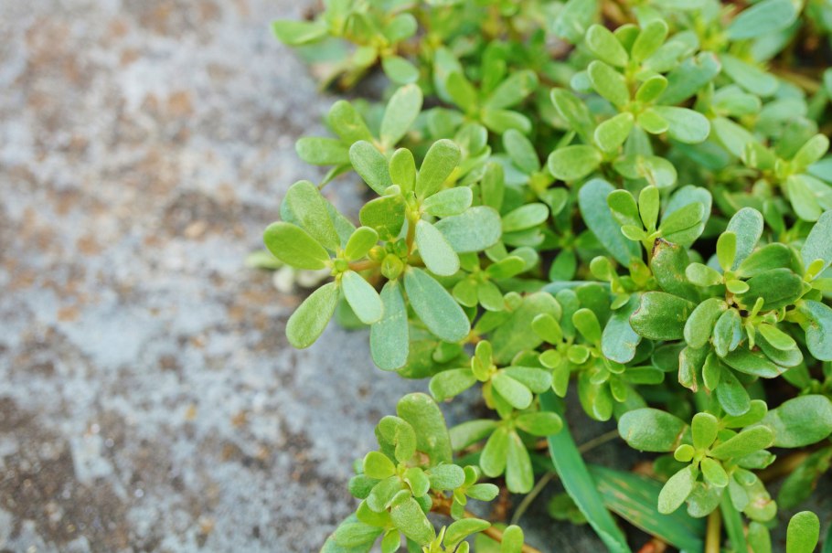 Portulaca werdermannii