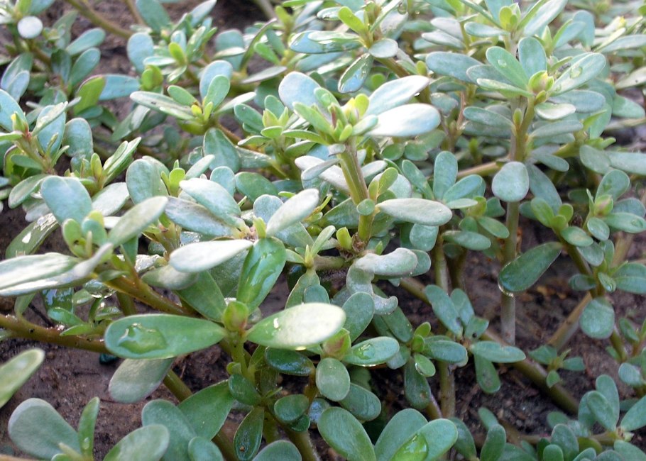 Portulaca pilosa