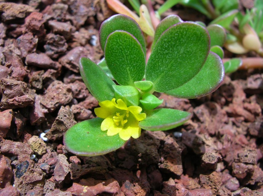 Семейство Caryophyllaceae представители