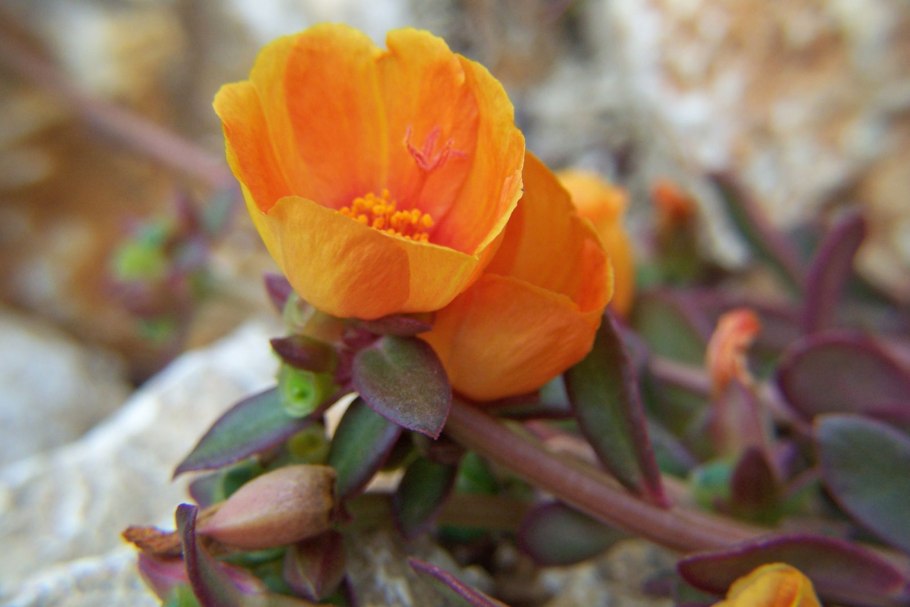 Portulaca molokiniensis