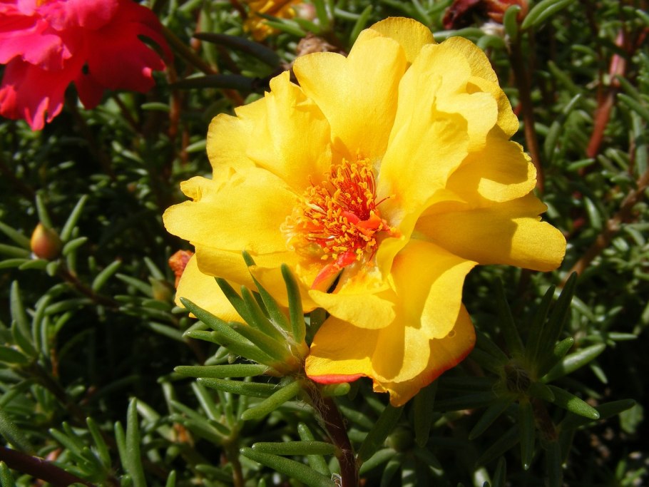 Terry Purslane