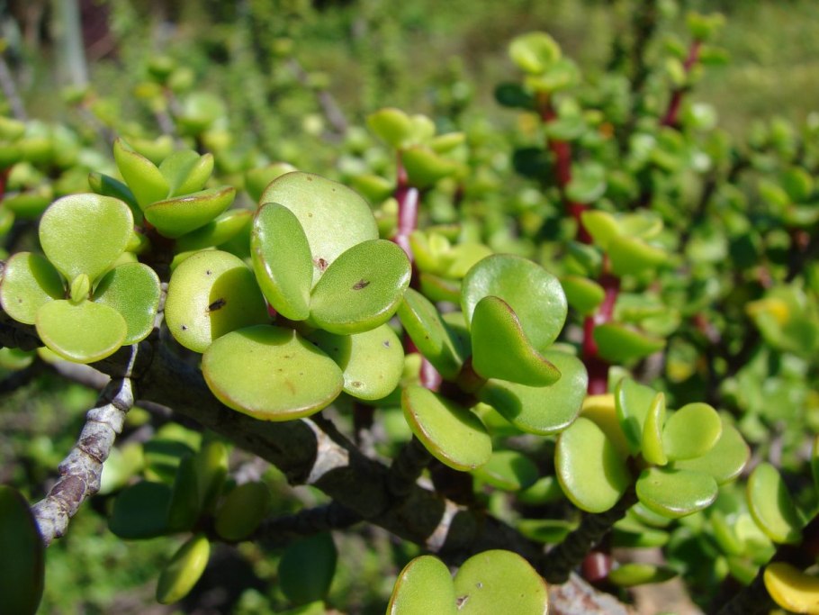 Portulaca umbraticola