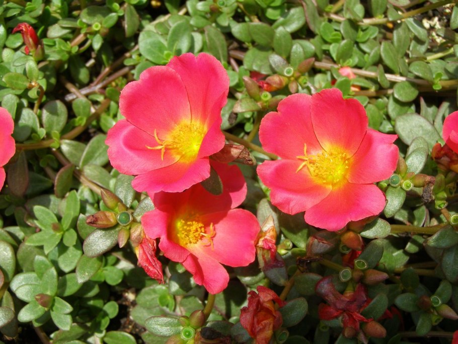 Portulaca oleracea l. (семейство Portulacaceae) портулак огородный